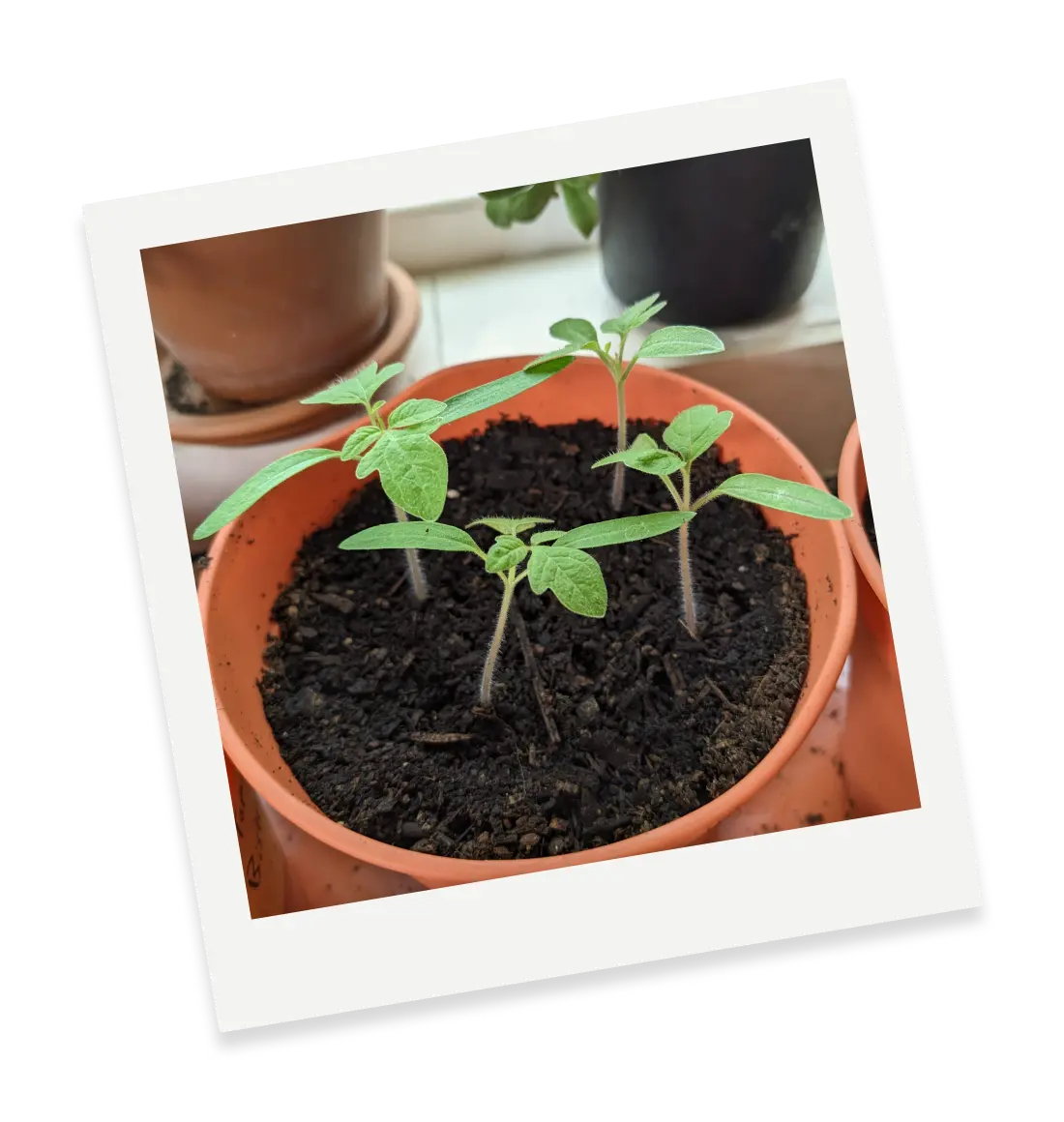 a pot with tomato seedlings